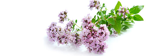 L'huile essentielle d'Origan Compact